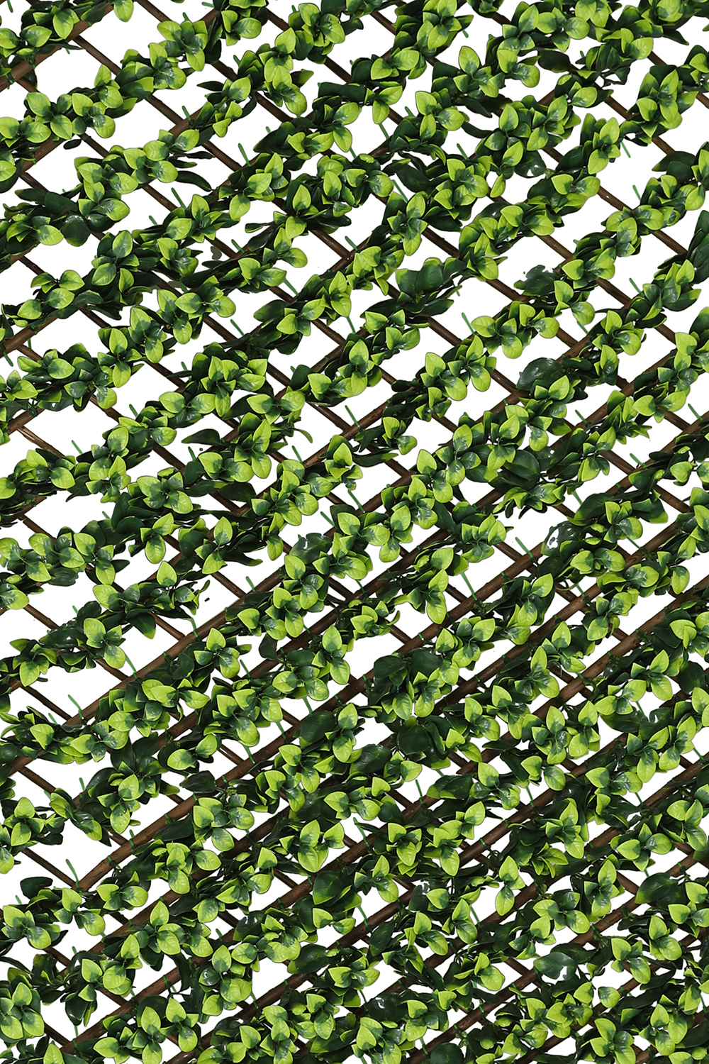 Extendable Artificial Hedging Double Ivy